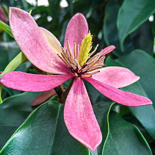 Stellar Ruby Magnolia Tree