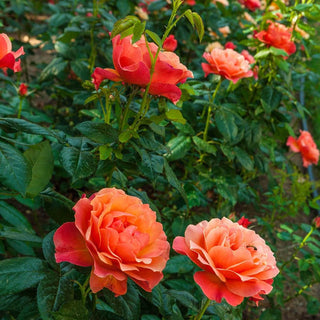 Livin' Easy® Floribunda Rose