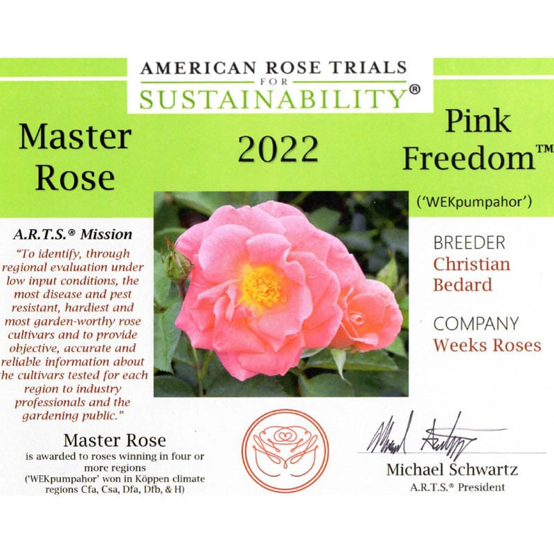 Pink Freedom Rose | Spring Hill Nurserie – Spring Hill Nursery