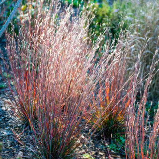 Standing Ovation Little Bluestem