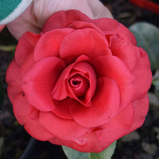 Tom Knudson Camellia