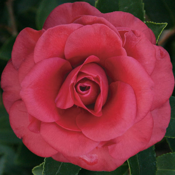 Tom Knudsen Camellia – Shrubs | Spring Hill Nurseries