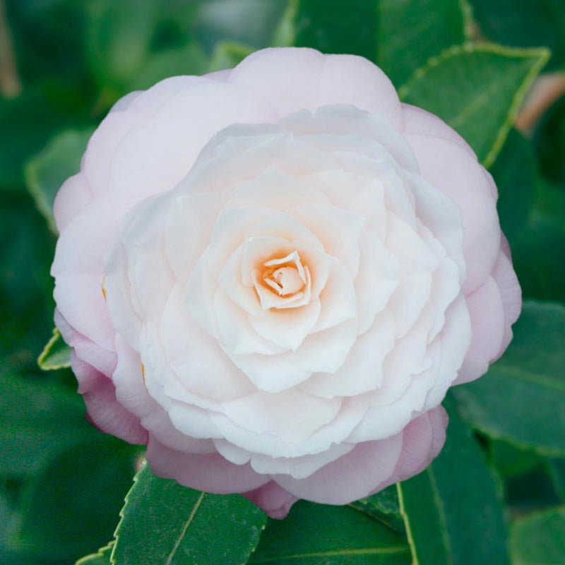 Classic Pink Camellia