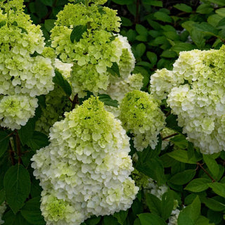 Moonrock™ Hydrangea