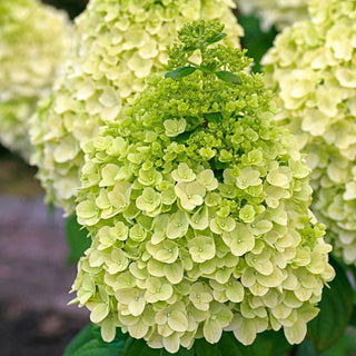 Moonrock™ Hydrangea