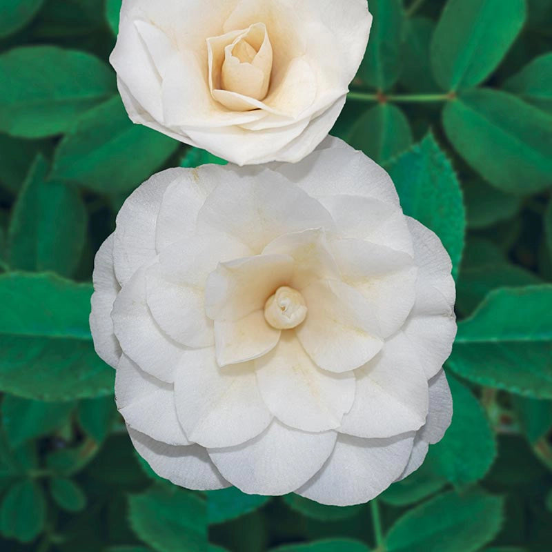 Sea Foam Camellia