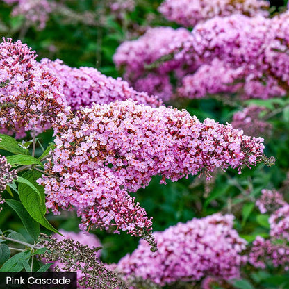 Butterfly Bush Trio