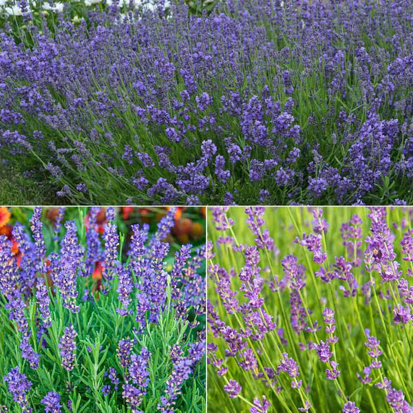 with love lavender plant I Love Lavender Collection Perennials| Spring Hill Nurseries