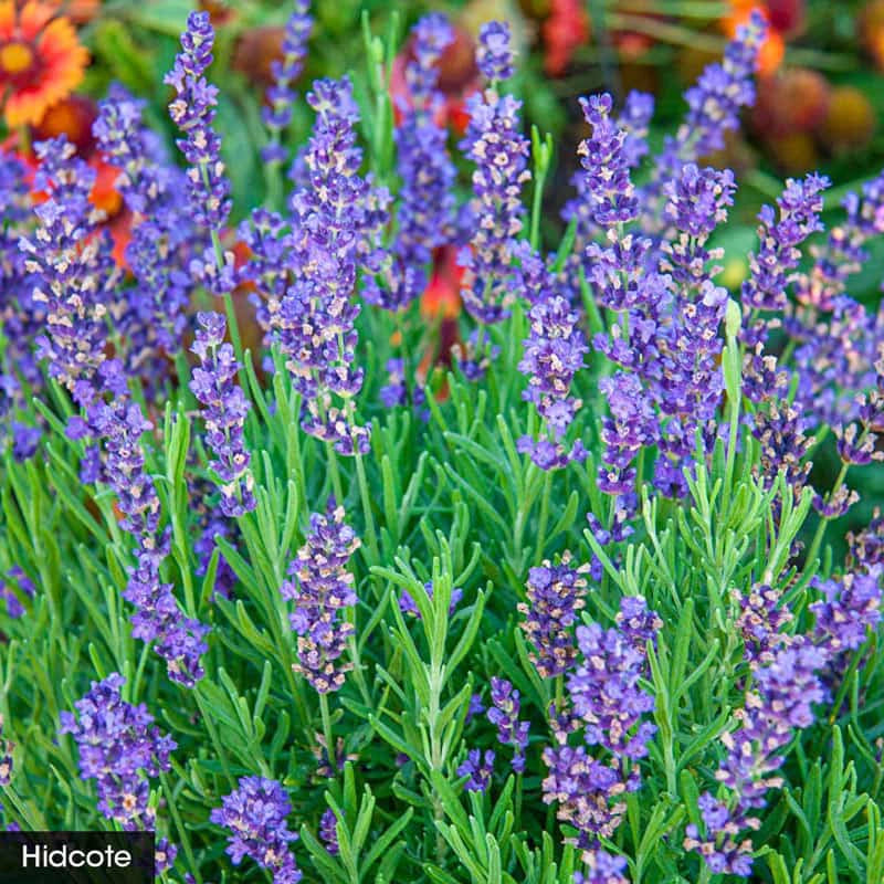 with love lavender plant I Love Lavender Collection