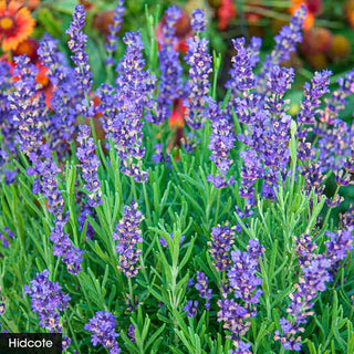 I Love Lavender Collection