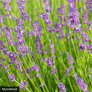 I Love Lavender Collection