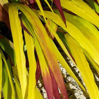 SunFlare™ Japanese Forest Grass