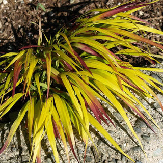 SunFlare™ Japanese Forest Grass