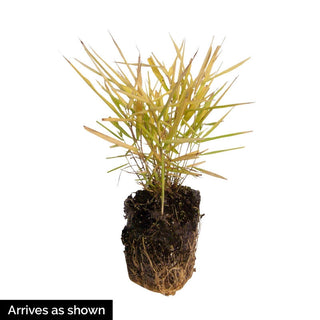 SunFlare™ Japanese Forest Grass