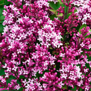 Be Right Back™ Lilac Shrub