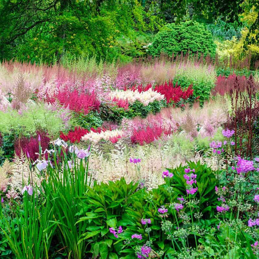 Astounding Astilbe - Shade Perennial | Spring Hill Nurseries