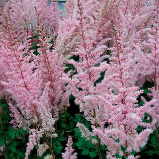 Astounding Astilbe Collection