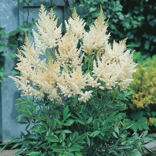 Astounding Astilbe Collection