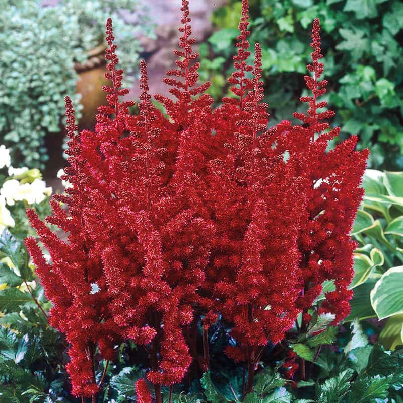Astounding Astilbe Collection