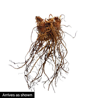 Astounding Astilbe Collection