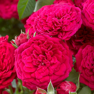 Dynamite Bam!™ Rose