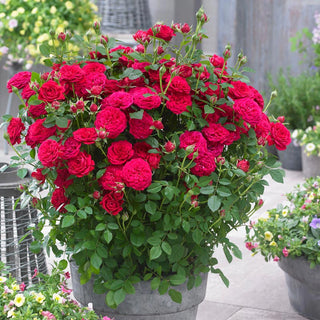 Dynamite Bam!™ Rose