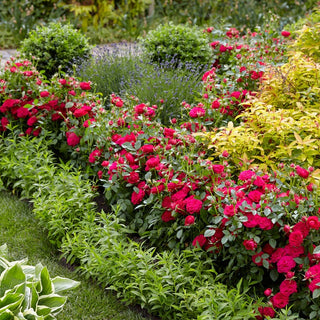 Dynamite Bam!™ Rose