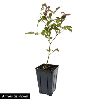 Dynamite Bam!™ Rose