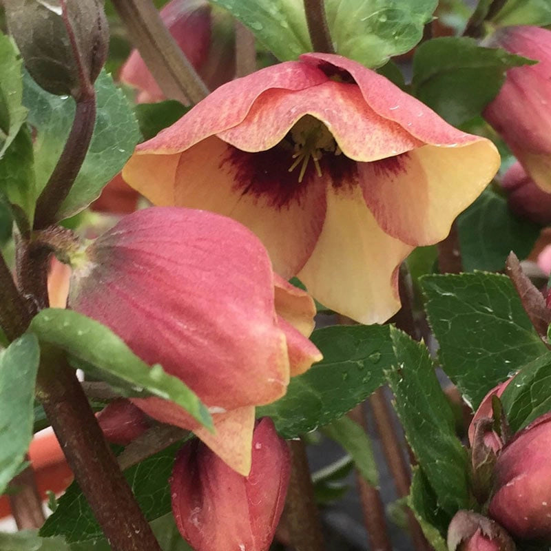 Sandy Shores Lenten Rose