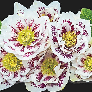 Confetti Cake Lenten Rose