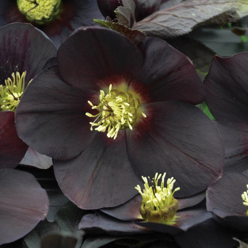 New York Night Lenten Rose