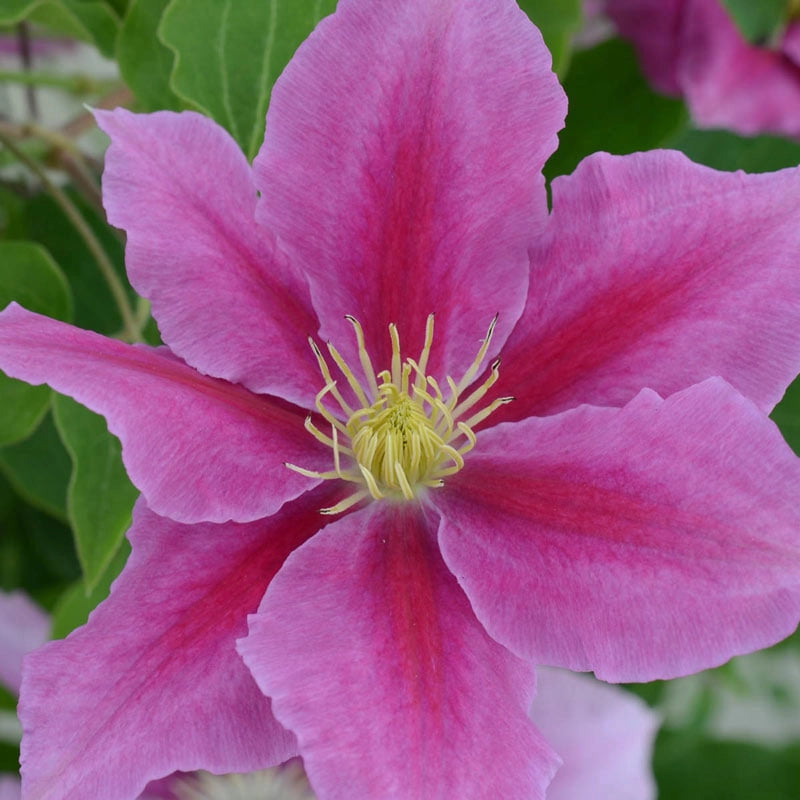 Clematis Vicki™