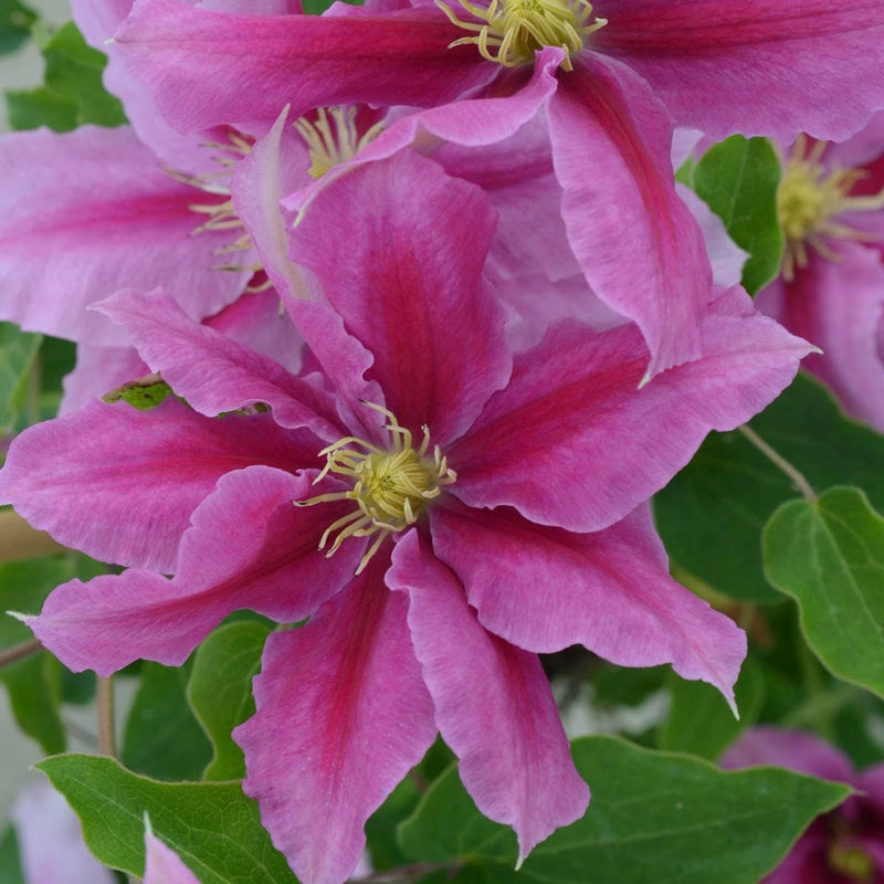 Clematis Vicki™