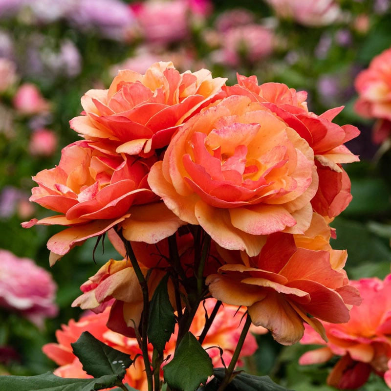 About Face Grandiflora Rose - Buy Roses | Spring Hill Nurseries ...