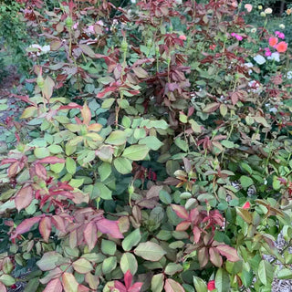 About Face® Grandiflora Rose