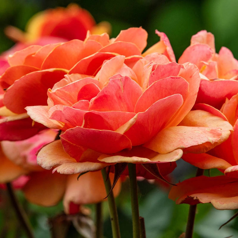Large Face Roses About Face Grandiflora Rose - Buy Roses | Spring Hill Nurseries ...