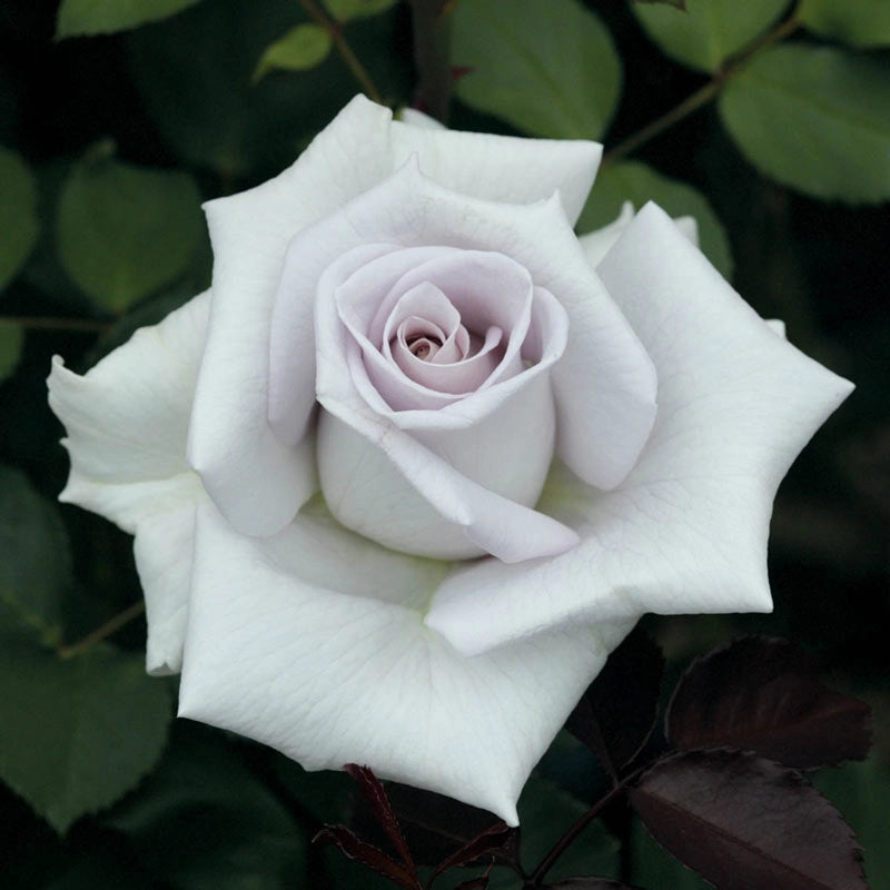 Stainless Steel™ Hybrid Tea Rose