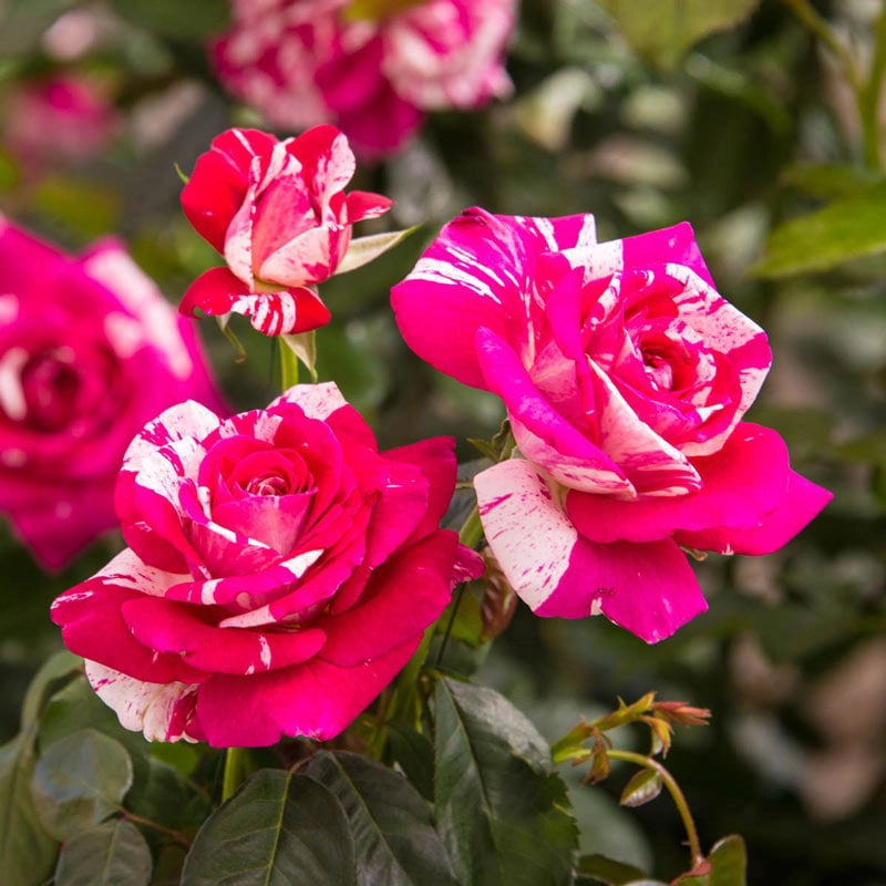 neil diamond rose seeds Neil Diamond Hybrid Tea Rose - Jumbo Fortuniana Wow! Roots | Rosa 'WEKdereroro' PP27272 ('Neil Diamond') | Pink | White | Zone 4-10