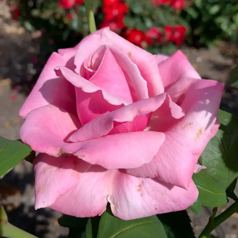 Memorial Day™ Hybrid Tea Rose