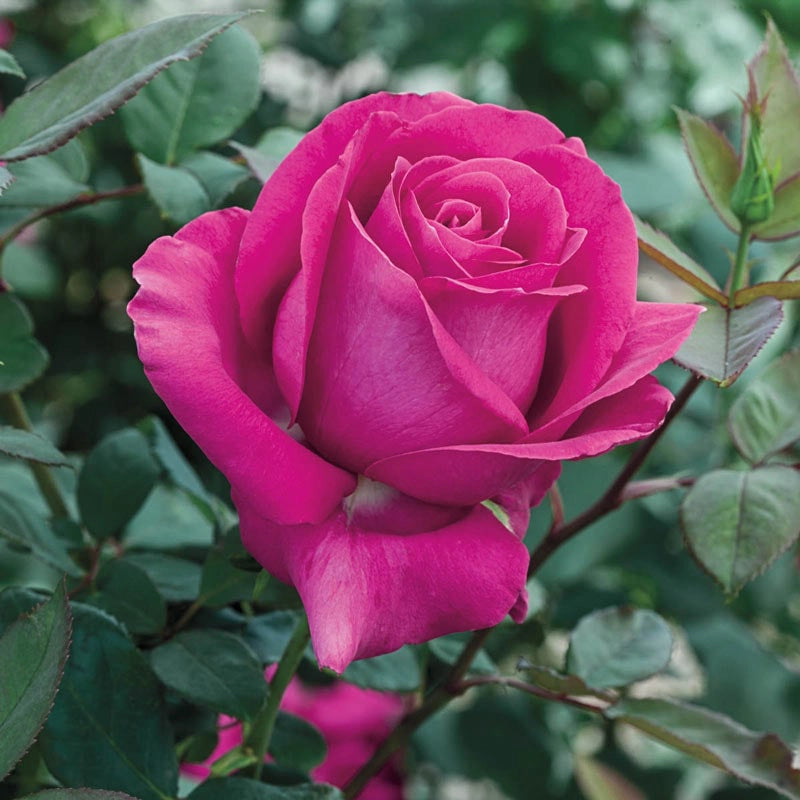 All My Loving (Bush Rose)