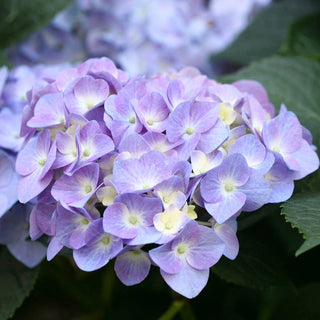 Let's Dance® Blue Jangles® Reblooming Hydrangea