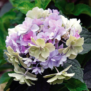Felicity Hydrangea