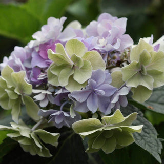 Felicity Hydrangea