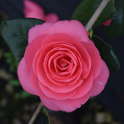 Jerry Hill Camellia