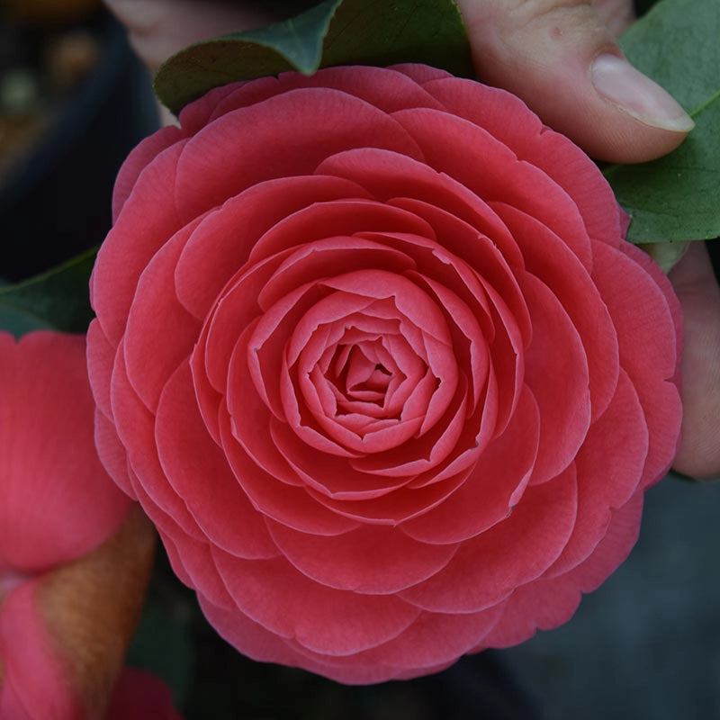 Jerry Hill Camellia Shrubs Spring Hill Nurseries Spring Hill Nursery
