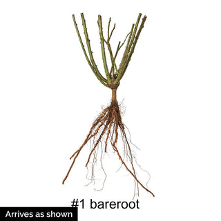 Landscape Rainbow of Roses