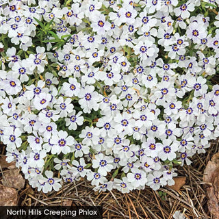Delft Blue Phlox Collection