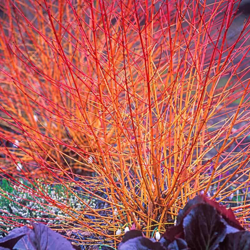 Midwinter Fire Dogwood