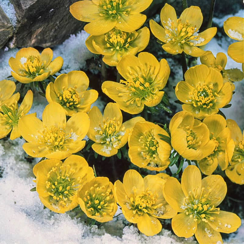 Winter Aconite