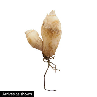 Jessie Spring Starflower